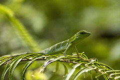 Bronchocela cristatella