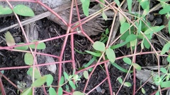 Euphorbia vermiculata