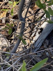 Frangula californica