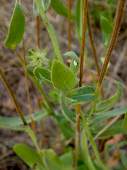 Gaillardia aristata