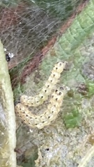 Yponomeuta cagnagella