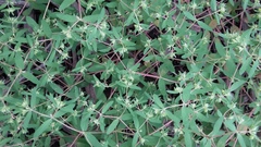 Euphorbia vermiculata