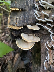 Trametes betulina