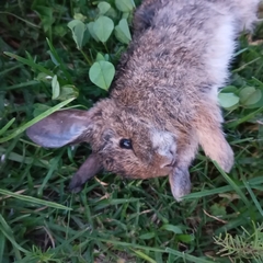 Lagomorpha