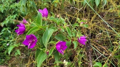 Rhynchanthera grandiflora