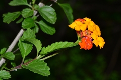 Lantana urticoides
