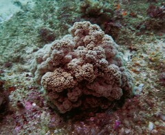 Dendronephthya australis