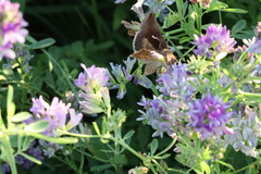 Anagrapha falcifera