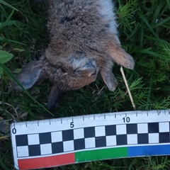 Lagomorpha