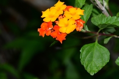 Lantana urticoides
