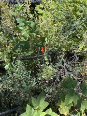 Erythranthe cardinalis