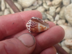Conus chaldaeus