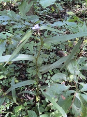 Tradescantia subaspera