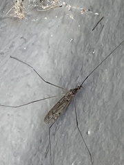 Limoniidae
