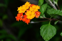 Lantana urticoides