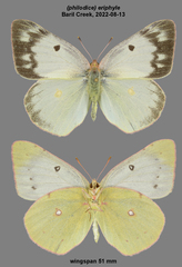Colias philodice eriphyle