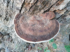 Ischnoderma resinosum