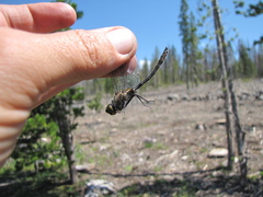 Cordulia shurtleffii