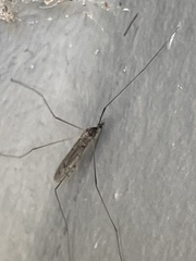 Limoniidae