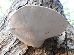 Ischnoderma resinosum