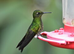 Boissonneaua flavescens