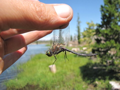 Cordulia shurtleffii