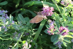 Anagrapha falcifera