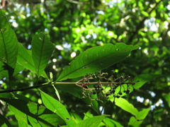 Palicourea angustifolia
