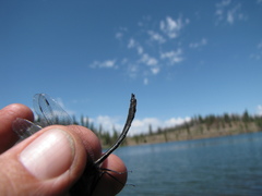 Cordulia shurtleffii