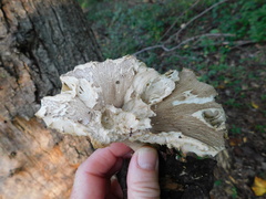 Ischnoderma resinosum