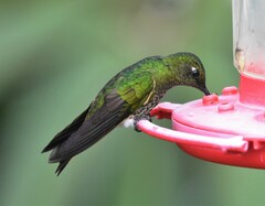 Boissonneaua flavescens