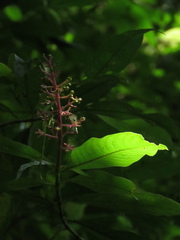Palicourea angustifolia