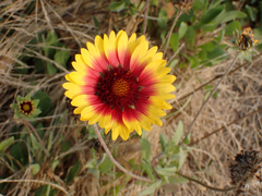 Gaillardia pulchella