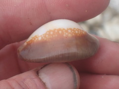 Monetaria caputserpentis