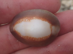 Monetaria caputserpentis