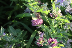 Anagrapha falcifera