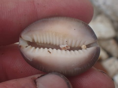 Monetaria caputserpentis