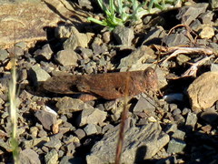 Scintharista magnifica