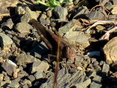 Scintharista magnifica