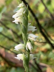 Spiranthes casei