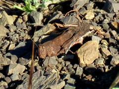 Scintharista magnifica