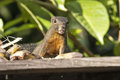 Callosciurus notatus