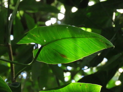Philodendron