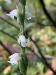 Spiranthes casei