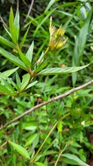 Sipanea pratensis dichotoma