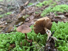 Cortinarius nigrocuspidatus