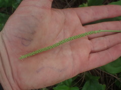 Plantago