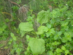 Plantago