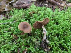 Cortinarius nigrocuspidatus