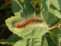 Hyphantria cunea